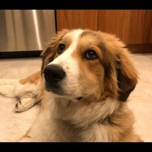 Meet your Posher, Steven